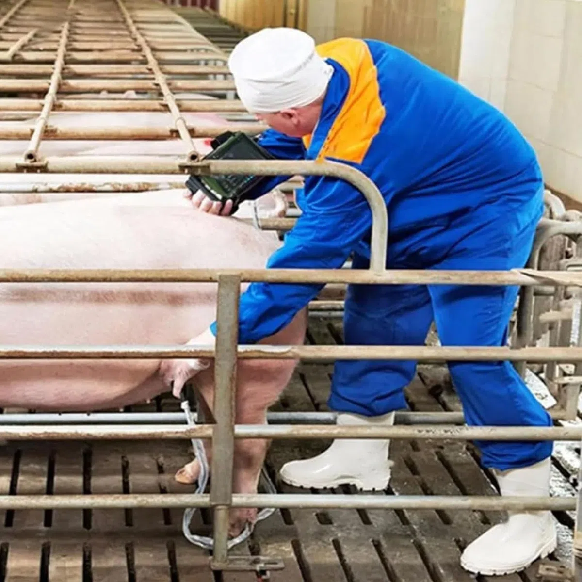 Tierärztliche Diagnose der Schwangerschaft, tragbarer Ultraschall für Tierarzt, zur Bildgebung von Schweinen, Schafen, trächtigen Hunden und Katzen, mit 3,5 MHz Sonde